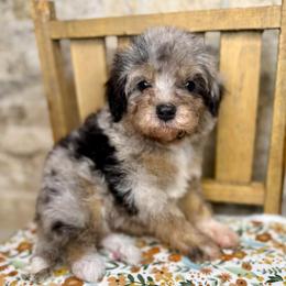 Kinglet - Merle male Bernedoodle puppy in Midland, Michigan from Northern Charm Farm