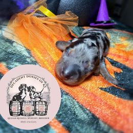 Franny - Dapple female Dachshund puppy in Mt. Sterling, Kentucky from Decadent Doxies of KY
