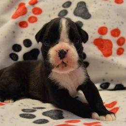 Girl 2 - Brindle Boxer puppy in Holly Lake Ranch, Texas from Von Haus Piner