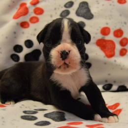 Girl 2 - Brindle Boxer puppy in Holly Lake Ranch, Texas from Von Haus Piner