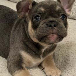 Minnie - Blue female French Bulldog puppy in Chesnee, South Carolina from Michael & Raisa