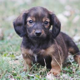 Dachshund Puppies from Tygart Creek Dachshunds