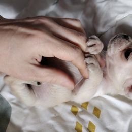 Pastel - Pug puppy in Clarksville, Tennessee from Button Maker Farms