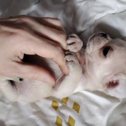 Pastel - Pug puppy in Clarksville, Tennessee from Button Maker Farms