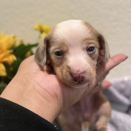 Kasey - Piebald female Dachshund puppy in Moreno Valley, California from Purpleheart_doxiess