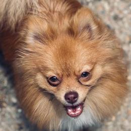Ginger - Pomeranian
