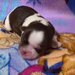 Girl 1 - Liver and white female Shorkie puppy in White Pigeon, Michigan from Kathys Yorkie and Shih-tzu Cuties