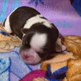 Girl 1 - Liver and white female Shorkie puppy in White Pigeon, Michigan from Kathys Yorkie and Shih-tzu Cuties