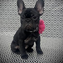 Soulshine - Liver female French Bulldog puppy in Rockville, Indiana from Blaze Of Glory Bostons & Frenchies