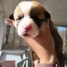 Nova - Red and white female American Corgi puppy in Centerville, Tennessee from Katerina's American Corgis