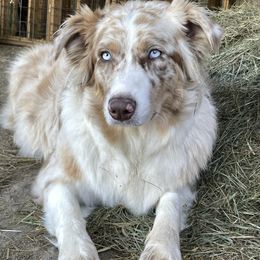 Nala - Australian Shepherd