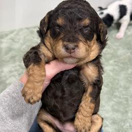 Jolene - Red tri-color female Aussiedoodle puppy in Heber City, Utah from Junipersdoodles