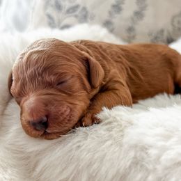 Asher - Red male Cockapoo puppy in Preston, Idaho from Rocking JH Pup Co