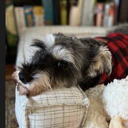 Miniature Schnauzer All Grown Up from Seventy Serenity Schnauzers