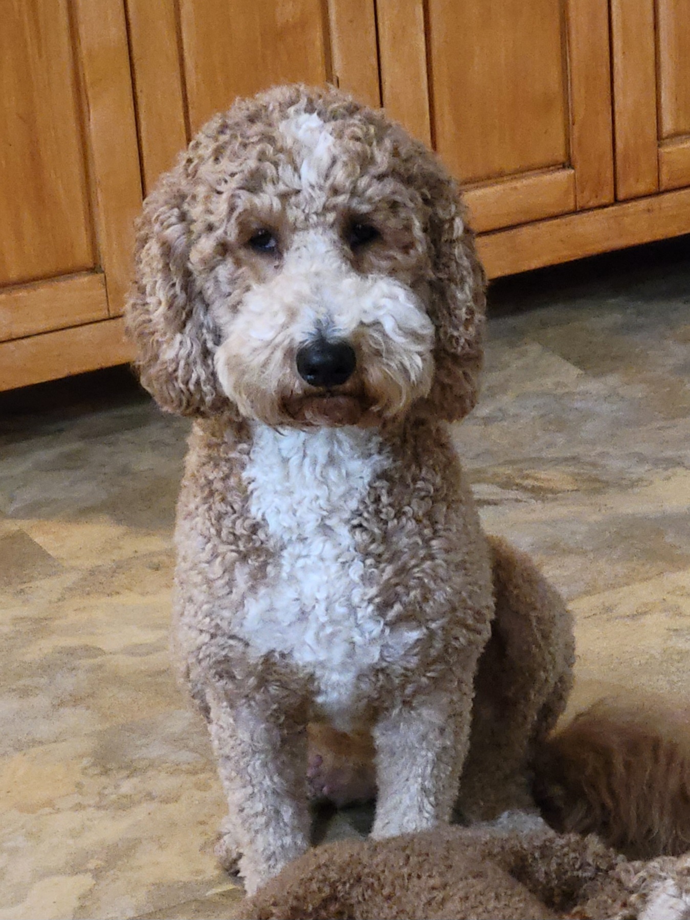 Sienna - Goldendoodle