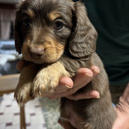 Dachshund Puppies from Linda B’s Dachshunds