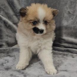Champagne - Tri-color female Pomsky puppy in Decatur, Illinois from Petite Pups