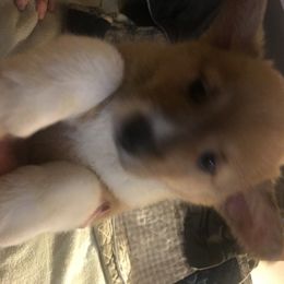 Pembroke Welsh Corgi Puppies from Sierrita Mountain Corgis