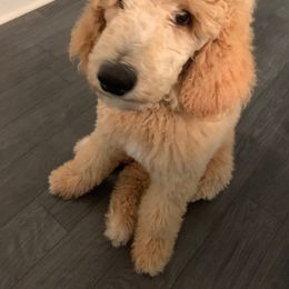 Goldendoodle and Poodle Puppies from Garden of Weedin