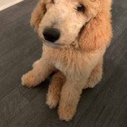 Goldendoodle and Poodle Puppies from Garden of Weedin