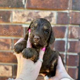 Eryn - Brown female Bernedoodle puppy in Owasso, Oklahoma from Kallams Bernedoodles & Bernese Mountain Dogs