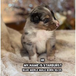 Starburst - Blue merle male Australian Shepherd puppy in Bethany, Connecticut from Wynter Thyme Manor Australian shepherds