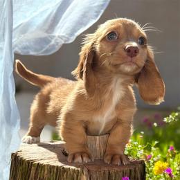 AKC Red female - Red female Dachshund puppy in Glen St Mary, Florida from Little Pawz, LLC