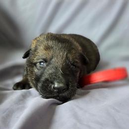 Red - Sable male German Shepherd puppy in Motley, Minnesota from Von Thomson Haus
