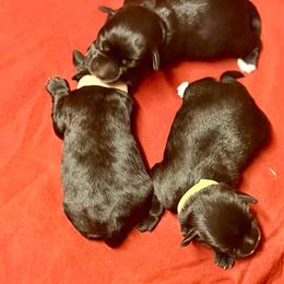 Miniature Schnauzer puppies from New River Miniature Schnauzers