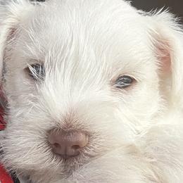 Miniature Schnauzers from Foust Family