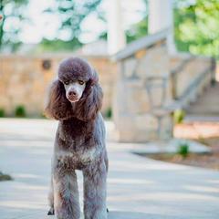 Koi - Poodle
