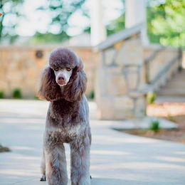 Koi - Poodle