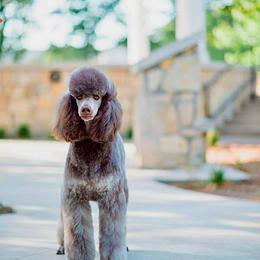 Koi - Poodle