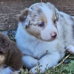 Punkin - Red merle male Australian Shepherd puppy in Powell, Wyoming from Waterworth Australian Shepherds