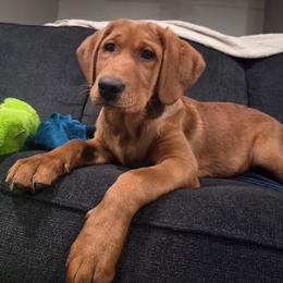 Labrador Retriever Puppies from Dan's Labrador Retrievers