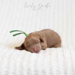 Green Collar Boy - Red male Australian Labradoodle puppy in Thousand Oaks, California from Lovely Doodle Lane