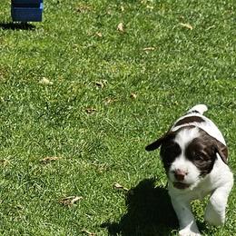 Boy 3 - male English Springer Spaniel puppy in Davenport, Iowa from Hearthstone Springers