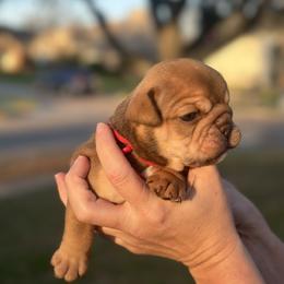 Girl 5 - Chocolate tri-color female Bulldog puppy in Plano, Texas from Dallas Finest Bulldogs