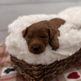 Rudy - Red  male Goldendoodle puppy in Kansas City, Kansas from Bella & Ivy’s Mini Goldendoodles of KC