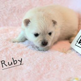 AKC - Ruby - Cream female Pomeranian puppy in Bolivia, North Carolina from Red Wagon Pomeranians