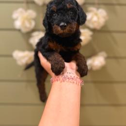 Hazelnut - Tri-color female Bernedoodle puppy in Ocala, Florida from Bernedoodles of Florida