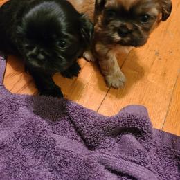Shih Tzu Puppies from Tammy's Shihtzu Shack