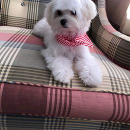 Dolce - Maltese