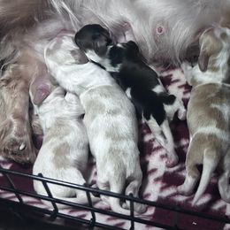 Dachshunds from Elo’s Doxies and Doxiepoos