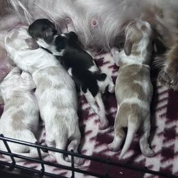 Dachshunds from Elo’s Doxies and Doxiepoos