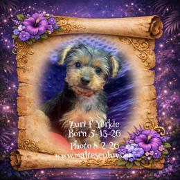 Zuri - Black and tan female Yorkshire Terrier puppy in Silverhill, Alabama from Malteseuluv’s Tiny Treasurers