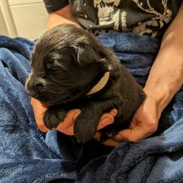 German Shepherd Puppies from Evergreen Shepherds