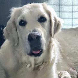 Lilly Snow - Golden Retriever