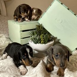 Dachshund Puppies from DachshyVerse