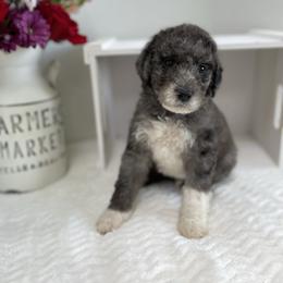 Sheepadoodle Puppies from Smokey Mountain Sheepadoodles